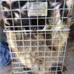 Troublemaker Raccoons Caught