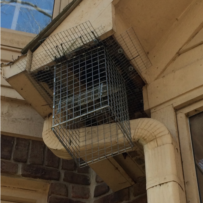 Raccoon Removal