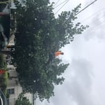 Tree Trimming