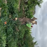 Tree Removal