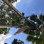 Tree Trimming