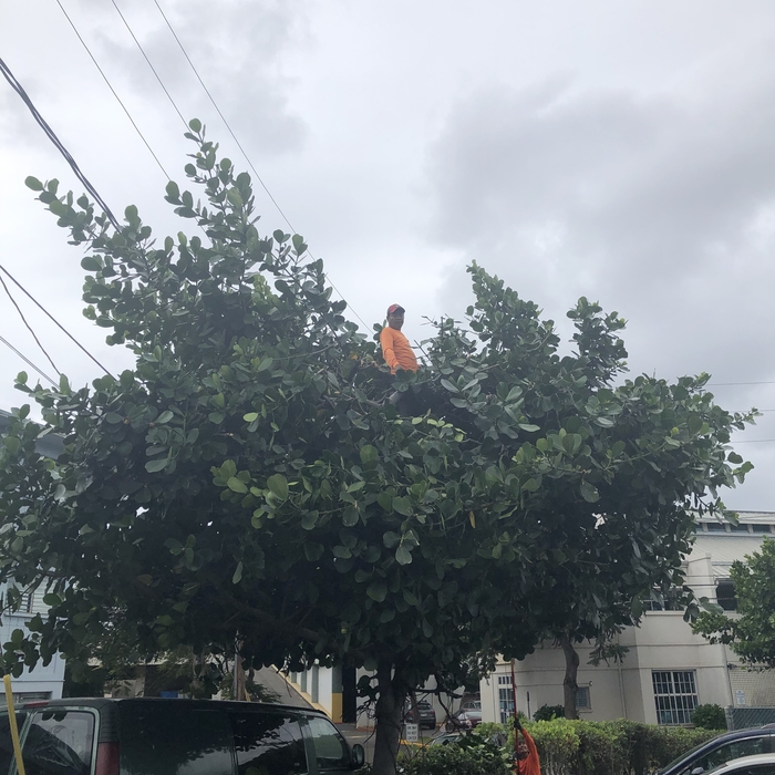 Tree Trimming