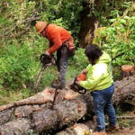 Limbing trees
