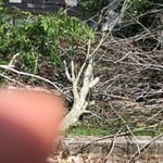 Fallen trees on apartment building