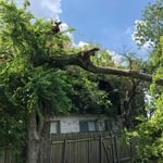 Fallen trees