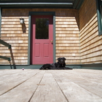 The dog's name is "Biscuit." Very c