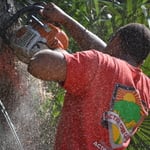Tree Removal Port Orange