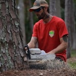Tree Removal Daytona Beach