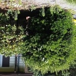 overgrown hedge