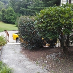 overgrown hedge