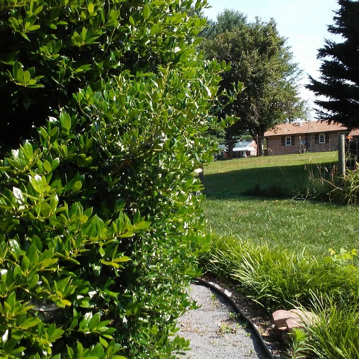 overgrown hedge