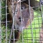 Woodchuck caught in Easthampton
