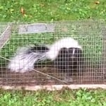 Skunk removal in Cummington MA