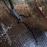 snake removal in Plainfield MA