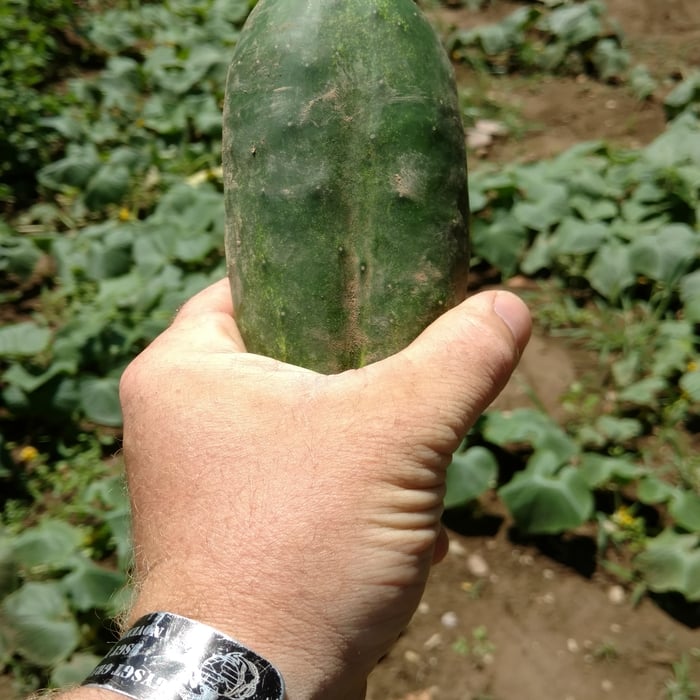 Cucumbers!!!!