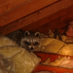 Raccoon in attic