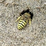 Yellow jacket in ground