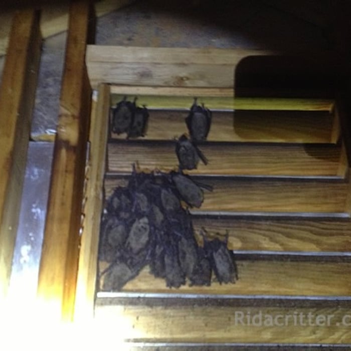 Bats In gable vent