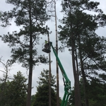 2 Dead Pine