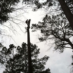 Large pine removal