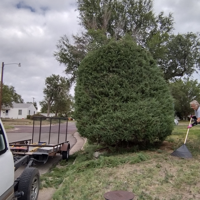 Side tree rounded up