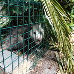 Possum Removal
