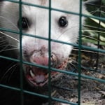 Possum in trap