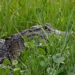 Alligator