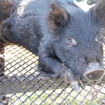 Piglet Wild Hog