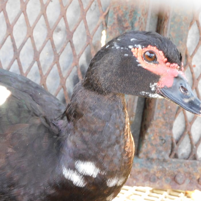 Muscovy Duck Removal