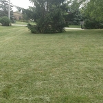 Back/side Yard