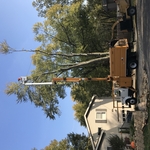 Tree removal