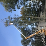 Tree removal