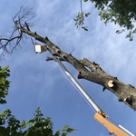Tree removal