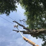 Tree removal