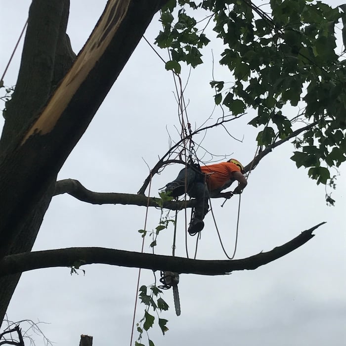 Tree removal