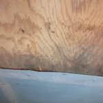 Mold growth
