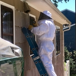 yellow jacket extermination