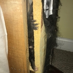 Opossum, inside a couch!