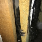 Opossum, inside a couch!