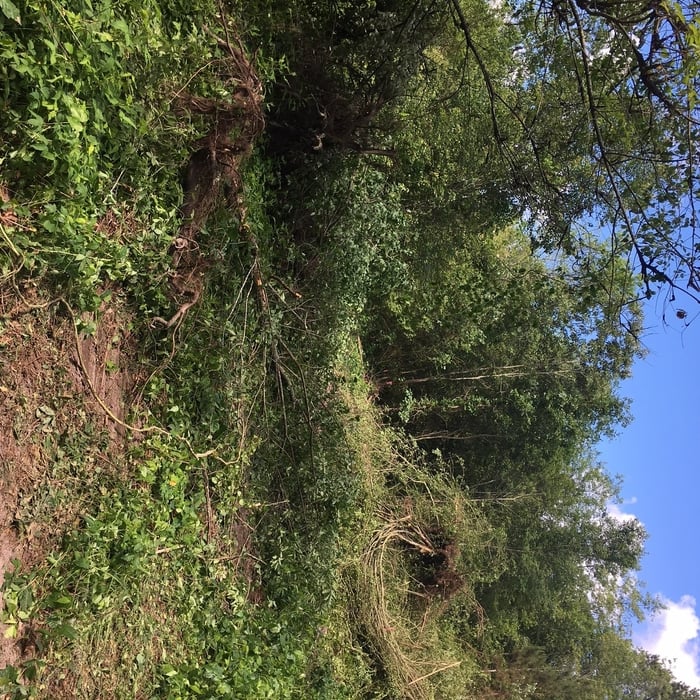 CLEARING