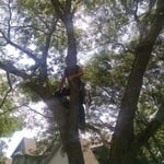 Tree Trimming/Removal