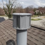diving birds