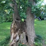 The rotten trunk