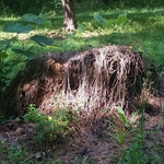 Large stump removal