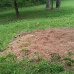 Stump removal-after
