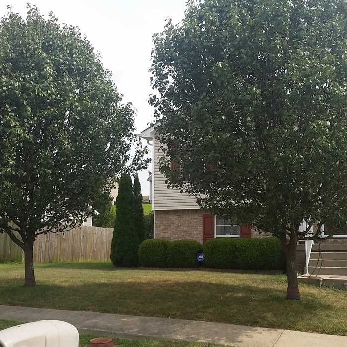 Remove Tree and Stump