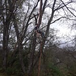Cherry trees removal