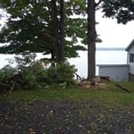 Dead maple removal