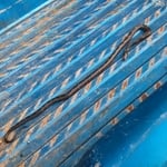 "Black" snake caught